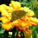 Tagetes erecta 花