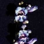 Penstemon speciosus Virág