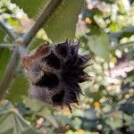 Abutilon grandifolium Fruit