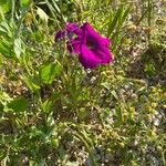 Petunia integrifolia Ліст