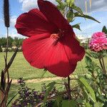 Hibiscus palustris Flower