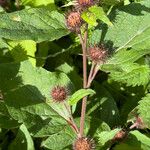 Arctium minus Фрукт