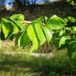 Ulmus minorFeuille