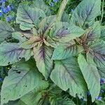 Amaranthus tricolor Foglia