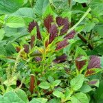 Celosia argentea Blatt