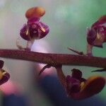 Bulbophyllum calyptratum Kwiat