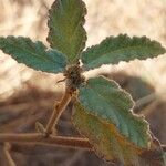 Waltheria indica Leaf