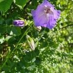 Campanula persicifoliaKukka