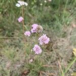 Armeria arenariaBlüte