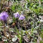 Soldanella alpina Staniste