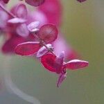Atriplex hortensis Hoja