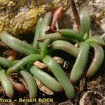 Plantago crassifolia Hábito