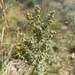 Artemisia pontica Λουλούδι