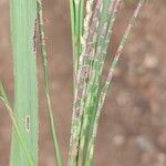 Hemarthria altissima Leaf