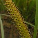Carex rostrata Fruto