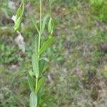 Linum catharticum Foglia