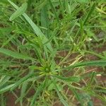 Vernonia galamensis Blatt