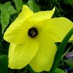 Abelmoschus moschatus Floare