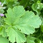 Erodium malacoides Folha