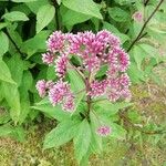 Eupatorium cannabinumFlower