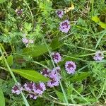 Thymus serpyllum Habitus