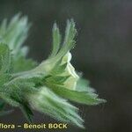 Geum heterocarpum Other