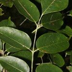 Bursera simaruba Leaf