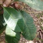 Ardisia compressa Leaf