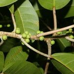 Ficus citrifolia 果實