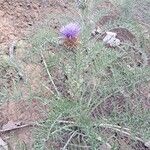 Cynara humilis Hábito