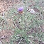 Cynara humilis Habit