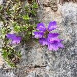 Penstemon davidsonii Flower