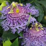 Passiflora incarnataFlower