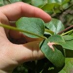 Clematis texensis Leaf