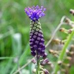 Leopoldia comosa Blüte