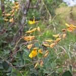 Rhynchosia minima Flower