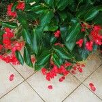 Begonia coccinea Folha