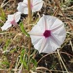 Ipomoea mombassana 花