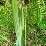 Gladiolus imbricatus Лист