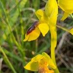 Ophrys lutea Blüte