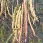 Prosopis velutina Fruto