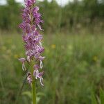 Orchis × spuria ফুল