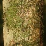 Duguetia pycnastera 樹皮