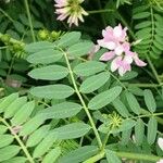 Coronilla varia Feuille