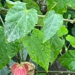 Abutilon megapotamicumപുഷ്പം