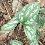 Cercestis mirabilis Leaf