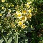 Lactuca indica Flor