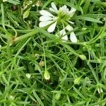 Gypsophila muralis Flower