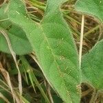 Ipomoea mombassana Leaf