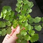 Rorippa nasturtium-aquaticum Leaf